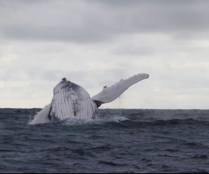 Whale Sighting Source  Flickr Colombia Travel by Carlos Sueskun 2